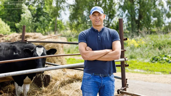 Agricultor trabajando en granja con vacas lecheras — Foto de Stock