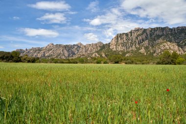 dağların bir arka planda Poppies ile yaz günü görünüm alanı