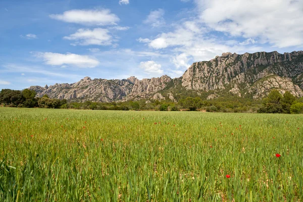 Summer day view field with poppies on a background of mountains — Stock Photo, Image