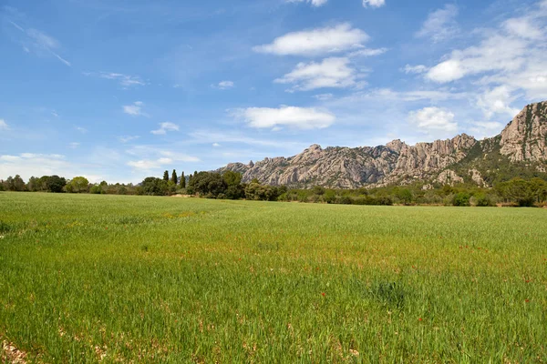 Summer day view field with poppies on a background of mountains — Stock Photo, Image