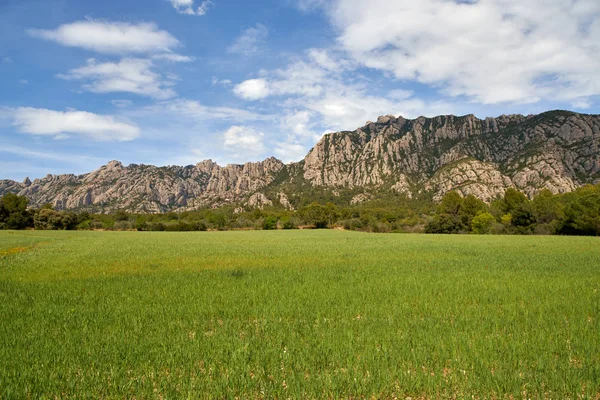 Summer day view field with poppies on a background of mountains — Stock Photo, Image