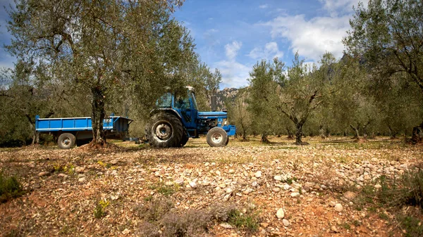 stock image Olive plantation mountain background sunny day