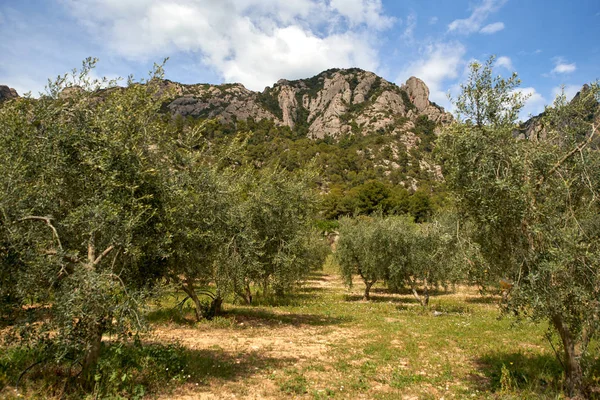 Olive plantation mountain background sunny day — Stock Photo, Image