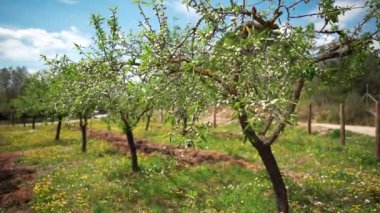 Zeytin ağacı tarlası. Bir zeytin ağacı şube Dolly tarafından ateş. Kamera tarlada seyahat ediyordu. Yalnız zeytin büyüyor. Bir şube üzerinde zeytin.