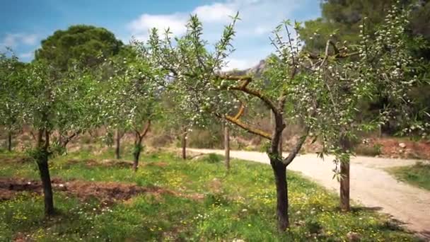 Φυτεία ελιάς. Ένα κλαδί ελιάς πυροβολεί από την Ντόλι. Η κάμερα ταξιδεύει στη φυτεία. Μοναχική ελιά. Ελιές σε κλαδί. — Αρχείο Βίντεο