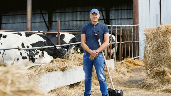 Фермер, работающий на ферме с молочными коровами — стоковое фото