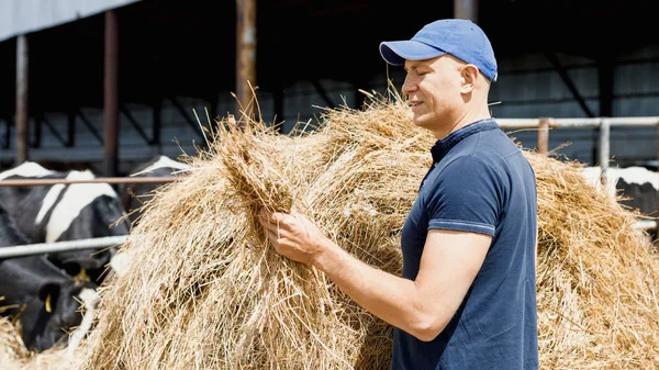 Agricultor trabajando en granja con vacas lecheras — Foto de Stock