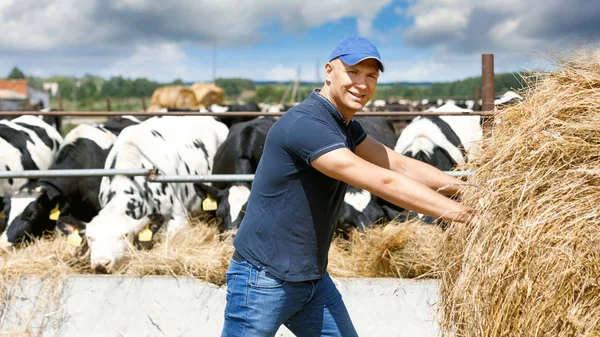Petani bekerja di pertanian dengan sapi perah — Stok Foto