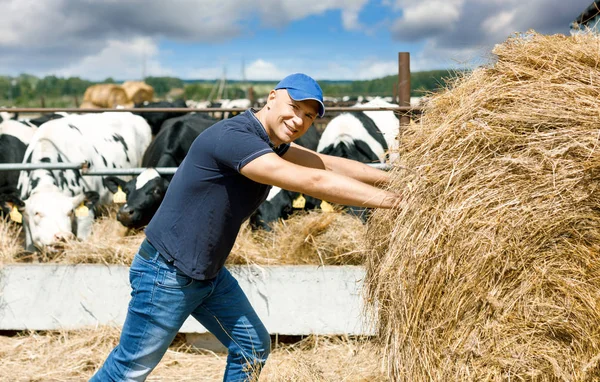 Örömteli gazda a gazdaság tehenek között, megnyomja a tekercs széna — Stock Fotó