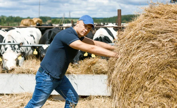 Agricultor trabajando en granja con vacas lecheras — Foto de Stock