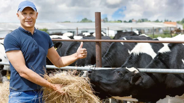 Αγρότης που εργάζεται στο αγρόκτημα με αγελάδες γαλακτοπαραγωγής — Φωτογραφία Αρχείου
