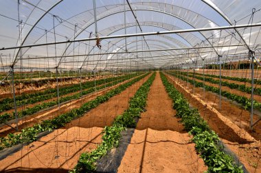 Domates bitkisi ile modern sera