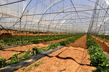 Domates bitkisi ile modern sera