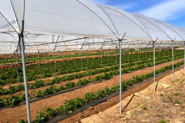 Domates bitkisi ile modern sera