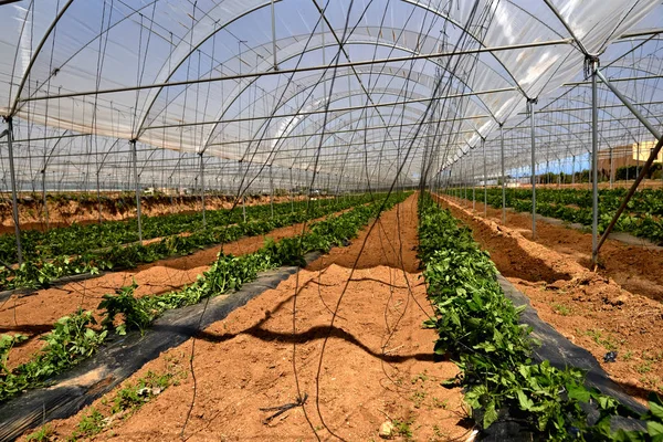 Serre moderne avec plante de tomate — Photo