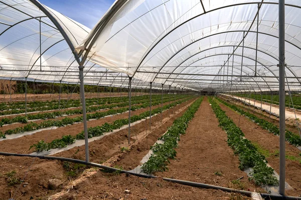 Estufa moderna com planta de tomate — Fotografia de Stock