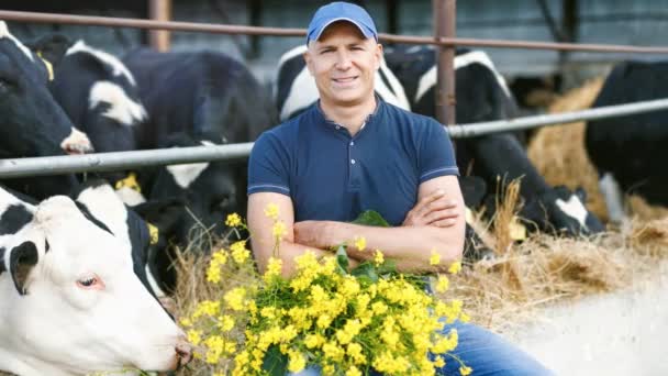 Landwirt arbeitet auf Bauernhof mit Milchkühen — Stockvideo