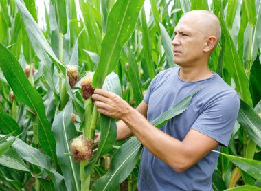 mısır mahsulü inceleyen bir alanda çiftçi