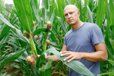 tarlada mısır mahsulü ile adam