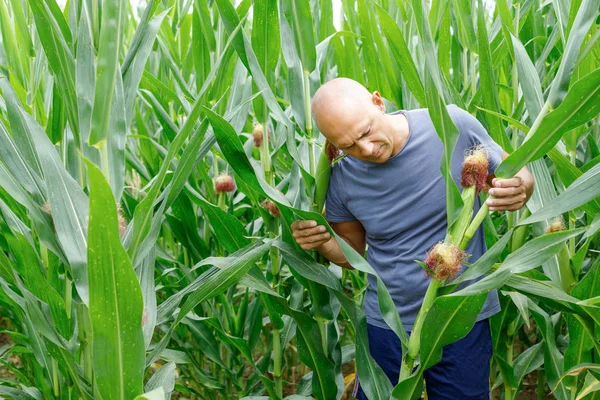 Γεωργός σε ένα χωράφι που εξετάζει καλλιέργειες αραβοσίτου — Φωτογραφία Αρχείου