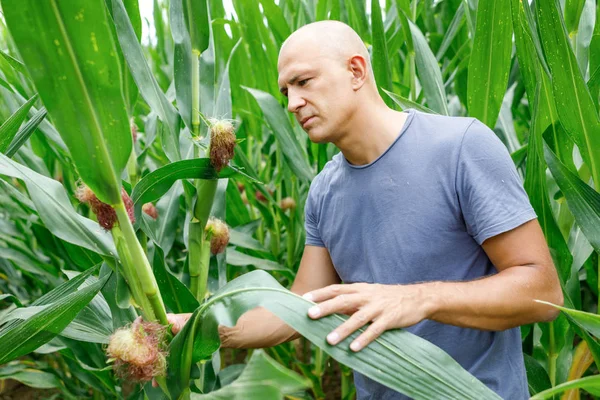 Фермер на поле, изучающий кукурузу — стоковое фото