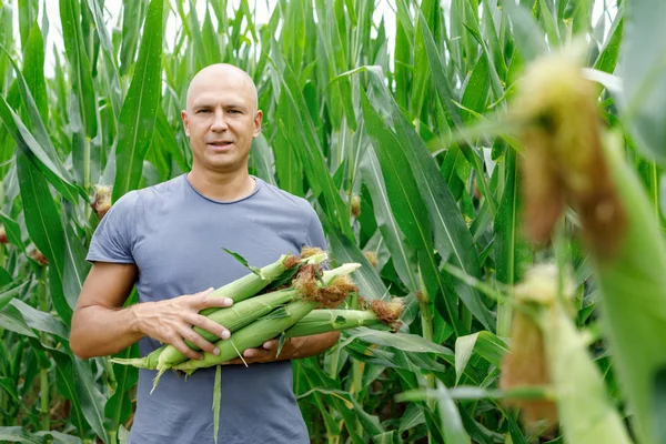Homem em um campo de milho colheita — Fotografia de Stock