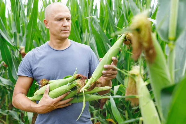 Hombre agricultor recoge maíz en el campo — Foto de Stock