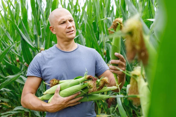 Jordbrukare som inspekterar majskolv på sin åker — Stockfoto