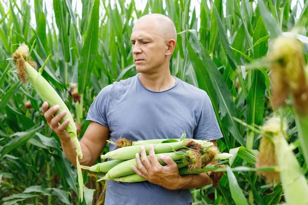 Agricultor inspeccionando mazorca de maíz en su campo — Foto de Stock