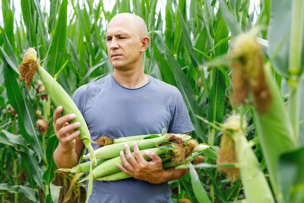Hombre con cultivo de maíz en el campo — Foto de Stock
