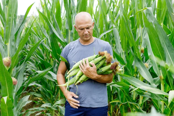 Человек с кукурузным урожаем в поле — стоковое фото