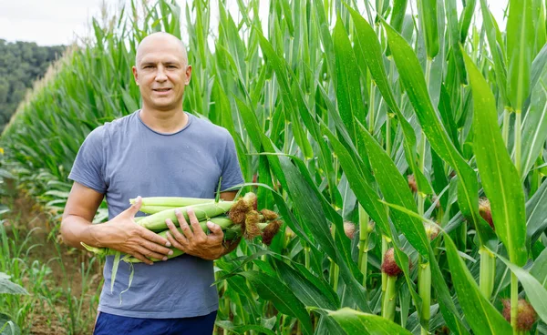 Homem com cultura de milho no campo — Fotografia de Stock