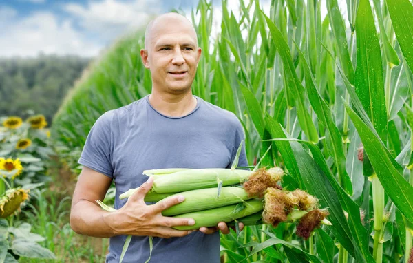 Человек с кукурузным урожаем в поле — стоковое фото