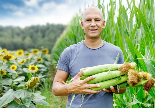 Man håller majs COBS — Stockfoto