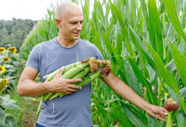 Hombre agricultor recoge maíz en el campo — Foto de Stock