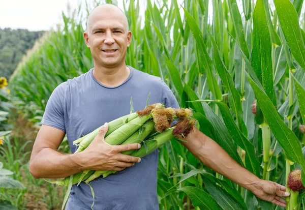Hombre en un campo de maíz cosecha — Foto de Stock