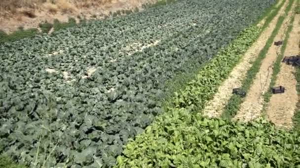 Kohlgemüse auf Plantagen anbauen — Stockvideo