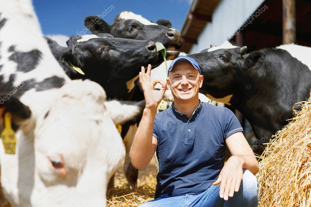 Farmer working on farm with dairy cows