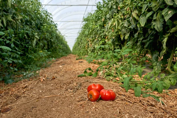 Az üvegházhatást okozó növények termesztőparadicsomán belül. — Stock Fotó