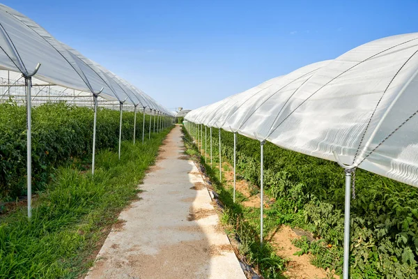 Plants tomatoes growing inside greenhouse. — Stock Photo, Image