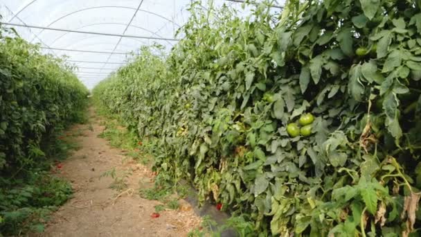 Planten tomaten groeien binnen broeikasgassen. — Stockvideo