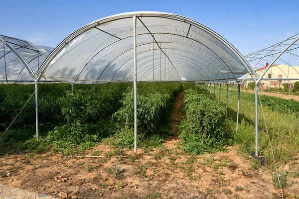 Plants tomatoes growing inside greenhouse. — Stock Photo, Image