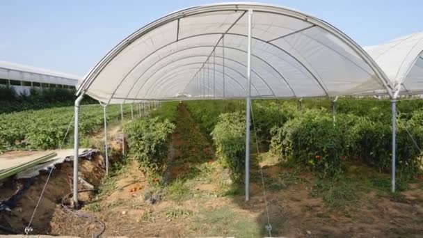 Plantas de tomates creciendo dentro del invernadero . — Vídeo de stock