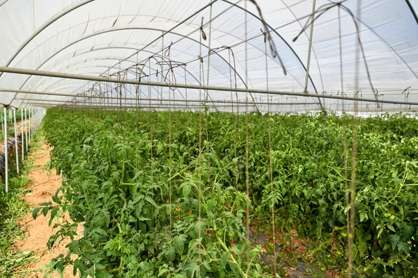 Rośliny pomidory rosnące wewnątrz szklarni. — Zdjęcie stockowe