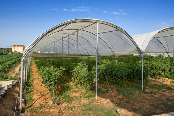 Rostliny pěstování rajčat ve skleníku. — Stock fotografie