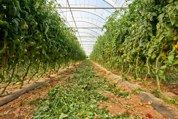 Växter tomater växer inuti växthus. — Stockfoto