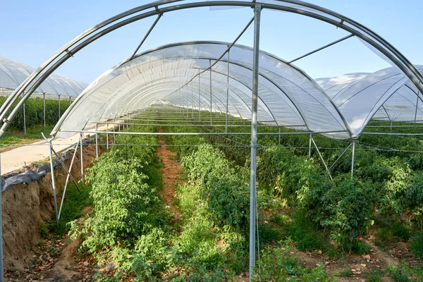 Planten tomaten groeien binnen broeikasgassen. — Stockfoto