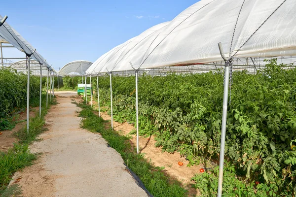 Plantas de tomates creciendo dentro del invernadero . — Foto de Stock