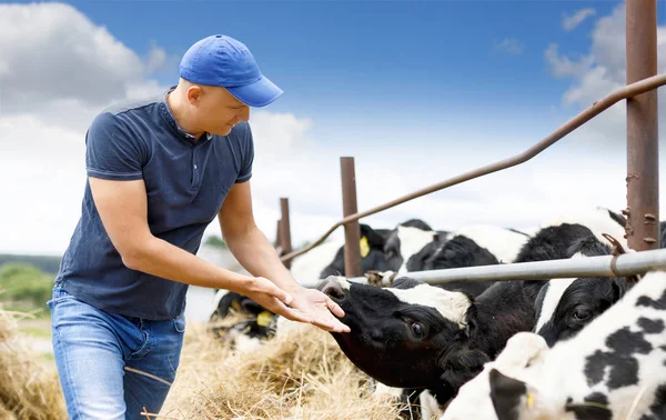 Agricultor na exploração agrícola com vaca leiteira — Fotografia de Stock