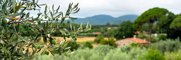 Green Olives Tree — Stock Photo, Image